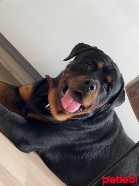 Rottweiler, Köpek  Sam fotoğrafı