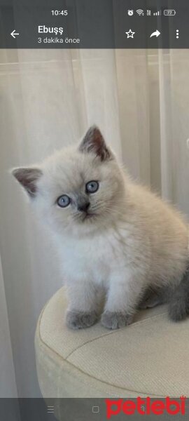 Brazilian Shorthair, Kedi  Rakı fotoğrafı