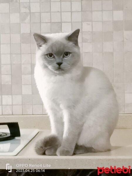 Brazilian Shorthair, Kedi  Rakı fotoğrafı