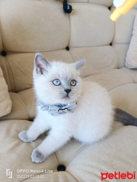 Brazilian Shorthair, Kedi  Rakı fotoğrafı