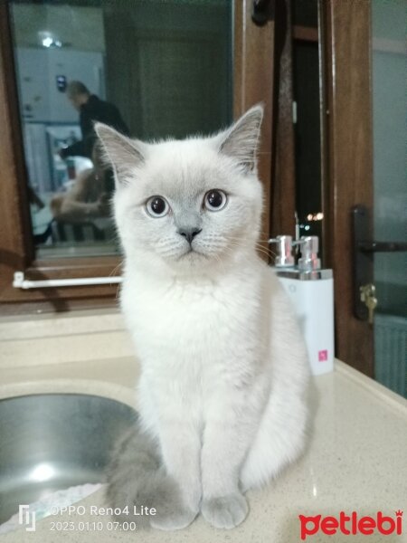 Brazilian Shorthair, Kedi  Rakı fotoğrafı