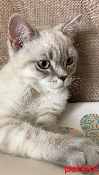 British Shorthair, Kedi  Ateş fotoğrafı