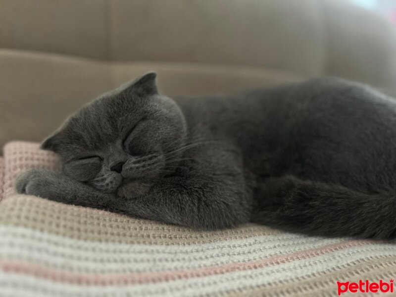 Scottish Fold, Kedi  Venüs fotoğrafı