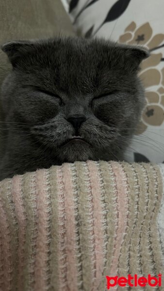 Scottish Fold, Kedi  Venüs fotoğrafı