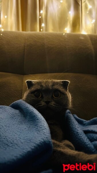 Scottish Fold, Kedi  Venüs fotoğrafı