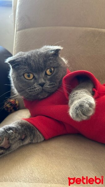 Scottish Fold, Kedi  Venüs fotoğrafı