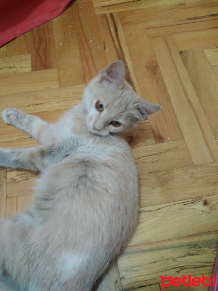 Tekir Kedi, Kedi  Nane fotoğrafı