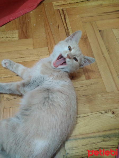 Tekir Kedi, Kedi  Nane fotoğrafı