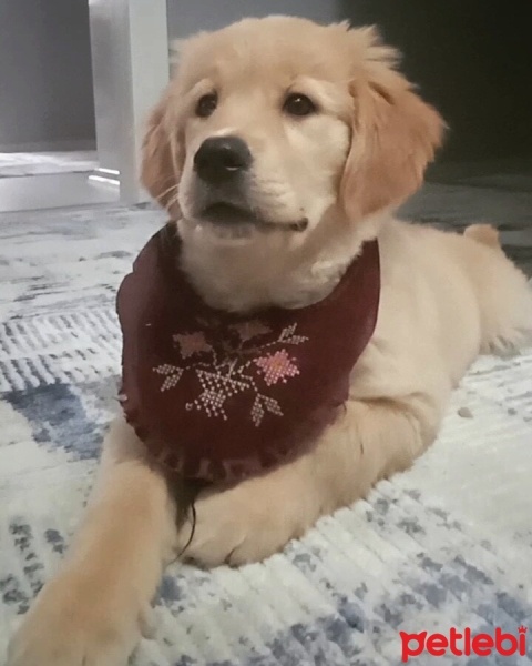 Golden Retriever, Köpek  Daisy fotoğrafı