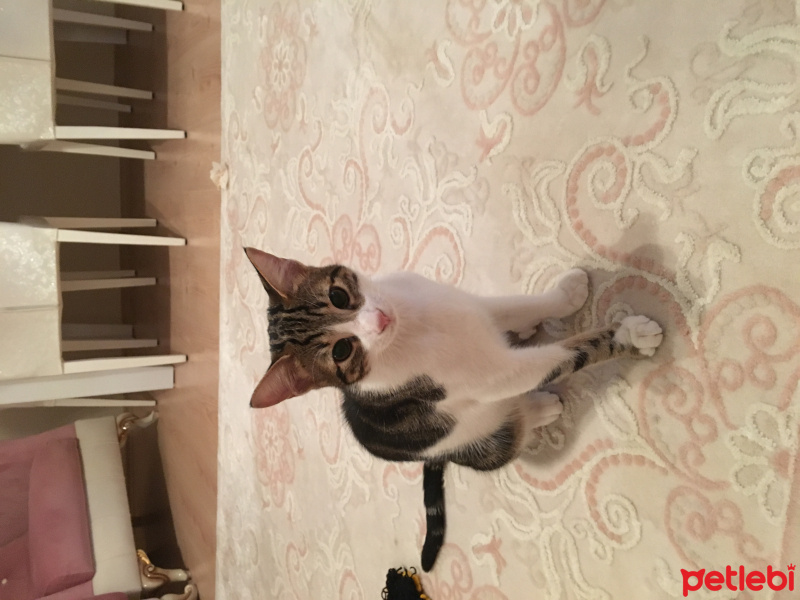 Tekir Kedi, Kedi  Minnak fotoğrafı