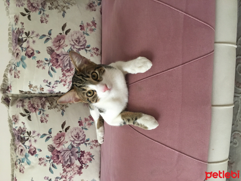 Tekir Kedi, Kedi  Minnak fotoğrafı