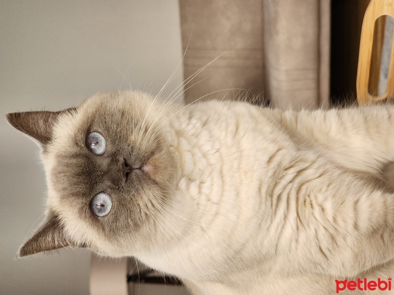 British Shorthair, Kedi  Sütlaç fotoğrafı