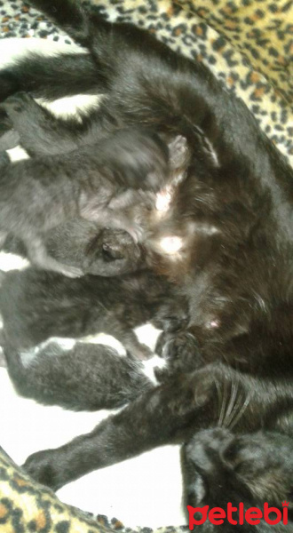 Tekir Kedi, Kedi  4 yavru verilecek Acil fotoğrafı