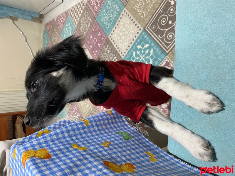 Sokö (Sokak Köpeği), Köpek  Noel fotoğrafı