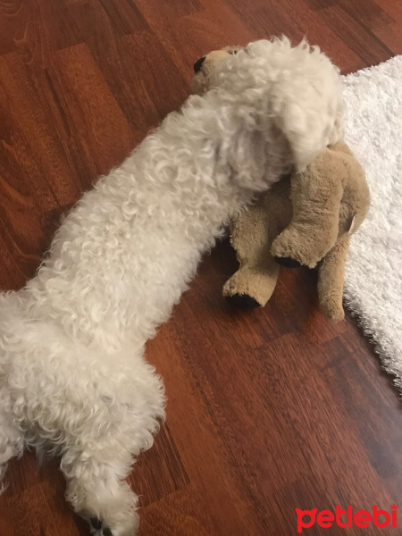 Maltese, Köpek  Köpük fotoğrafı