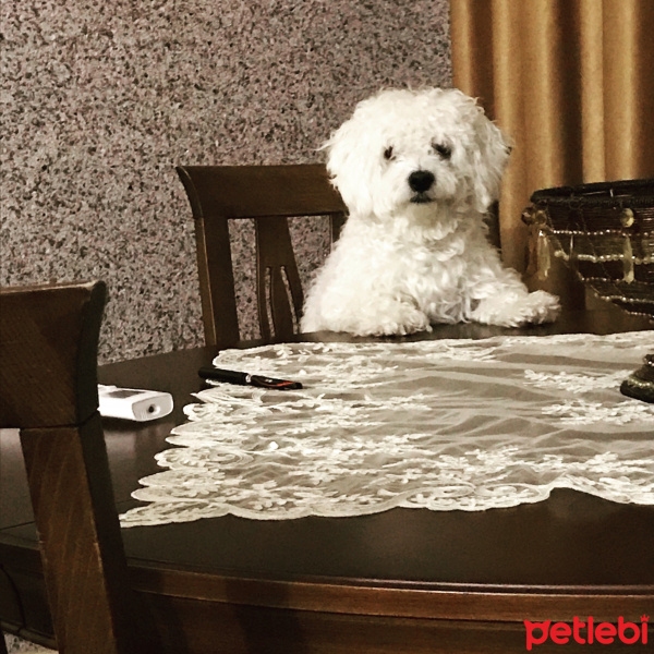 Maltese, Köpek  Köpük fotoğrafı