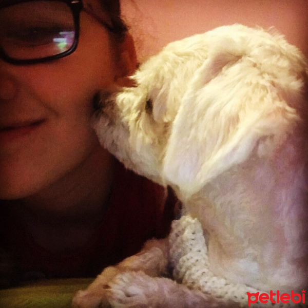 Maltese, Köpek  Köpük fotoğrafı
