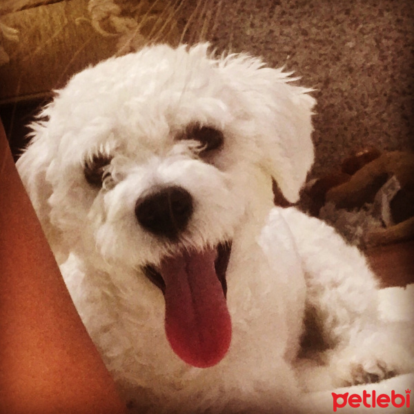 Maltese, Köpek  Köpük fotoğrafı