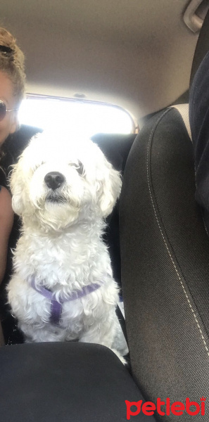 Maltese, Köpek  Köpük fotoğrafı
