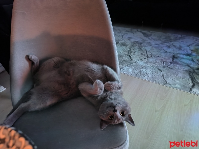 Mavi Rus, Kedi  Duman fotoğrafı