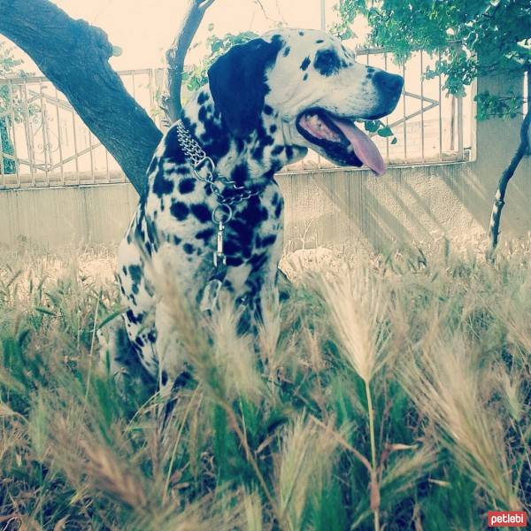 Hırvat Çoban Köpeği, Köpek  Dalmatian fotoğrafı