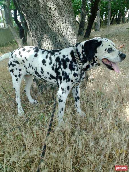 Hırvat Çoban Köpeği, Köpek  Dalmatian fotoğrafı