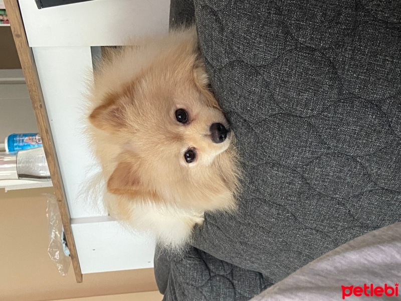 Pomeranyalı, Köpek  Murphy fotoğrafı