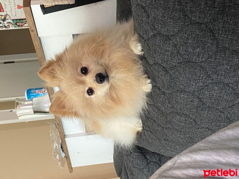 Pomeranyalı, Köpek  Murphy fotoğrafı