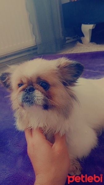Pekingese, Köpek  Bella fotoğrafı