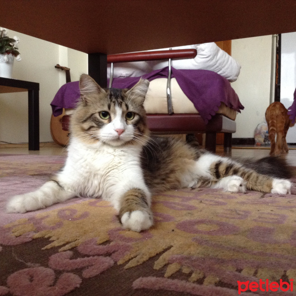 Norwegian Forest, Kedi  Django fotoğrafı