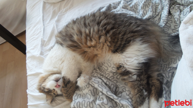 Norwegian Forest, Kedi  Django fotoğrafı