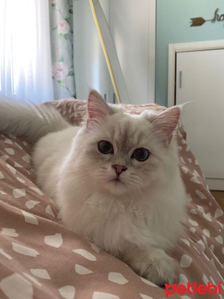 British Longhair, Kedi  Luna fotoğrafı