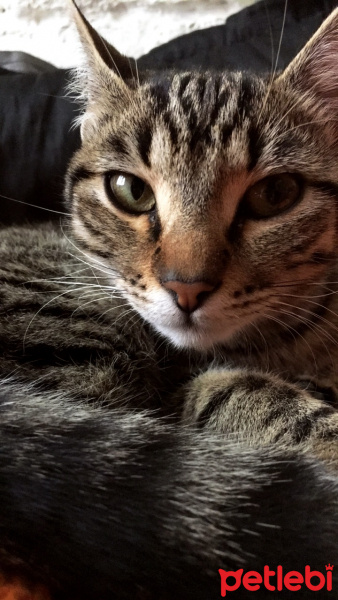 Tekir Kedi, Kedi  Maçka fotoğrafı