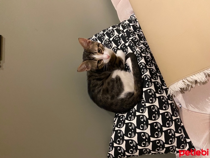Tekir Kedi, Kedi  Badem fotoğrafı