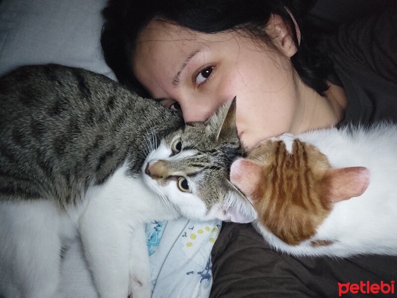 Tekir Kedi, Kedi  Enai fotoğrafı