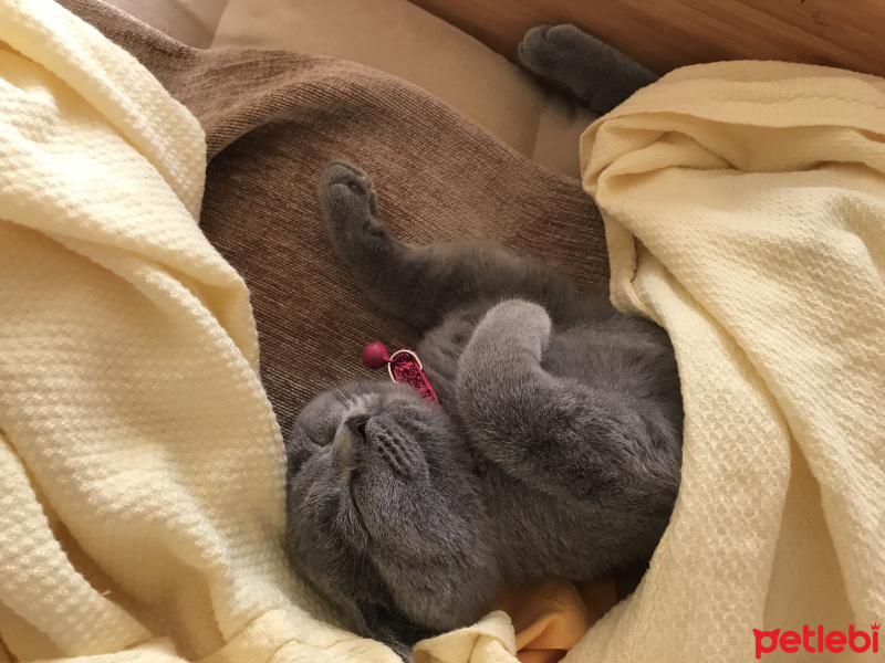 Scottish Fold, Kedi  Mia fotoğrafı