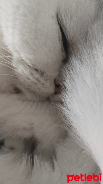 Scottish Fold, Kedi  Cindy fotoğrafı
