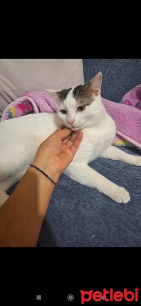 Tekir Kedi, Kedi  Pamuk fotoğrafı
