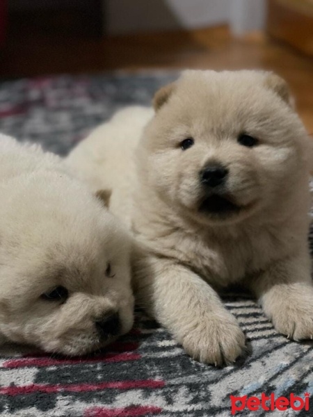Chow Chow (çin Aslanı), Köpek  Chow chow fotoğrafı