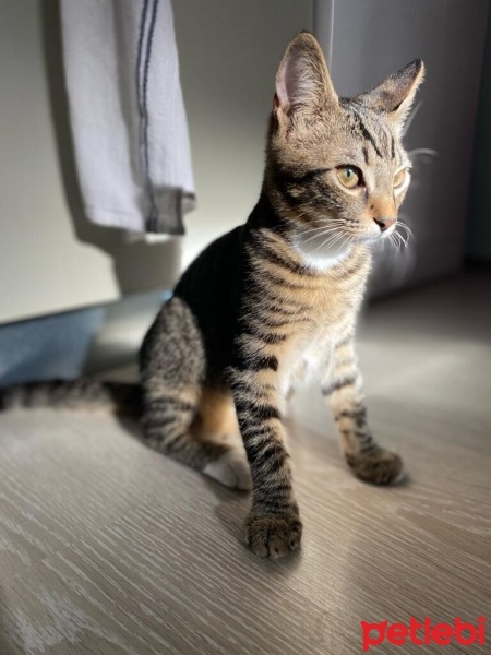 Tekir Kedi, Kedi  Çiço fotoğrafı