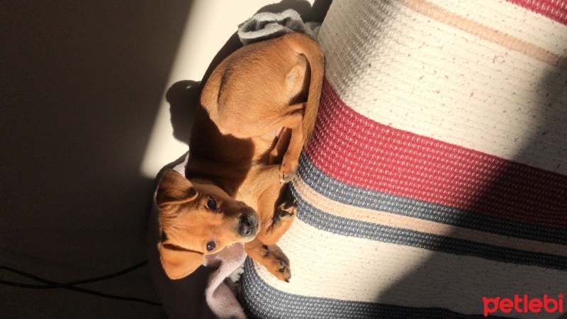 Minyatür Pinscher, Köpek  Oscar fotoğrafı