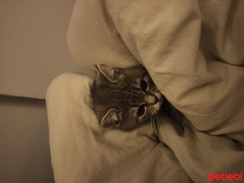 British Shorthair, Kedi  Bihter fotoğrafı