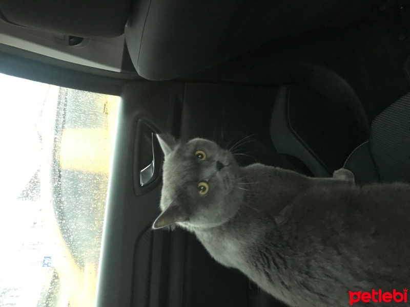 British Shorthair, Kedi  Yumak fotoğrafı