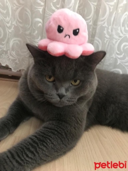 British Shorthair, Kedi  Yumak fotoğrafı