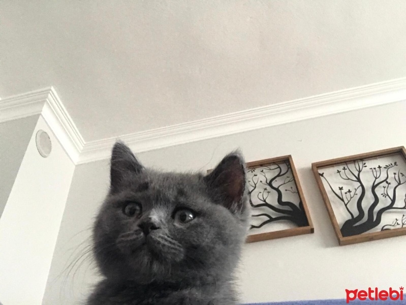British Shorthair, Kedi  Yumak fotoğrafı