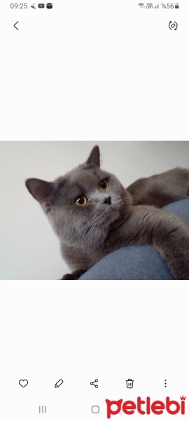 British Shorthair, Kedi  Yumak fotoğrafı