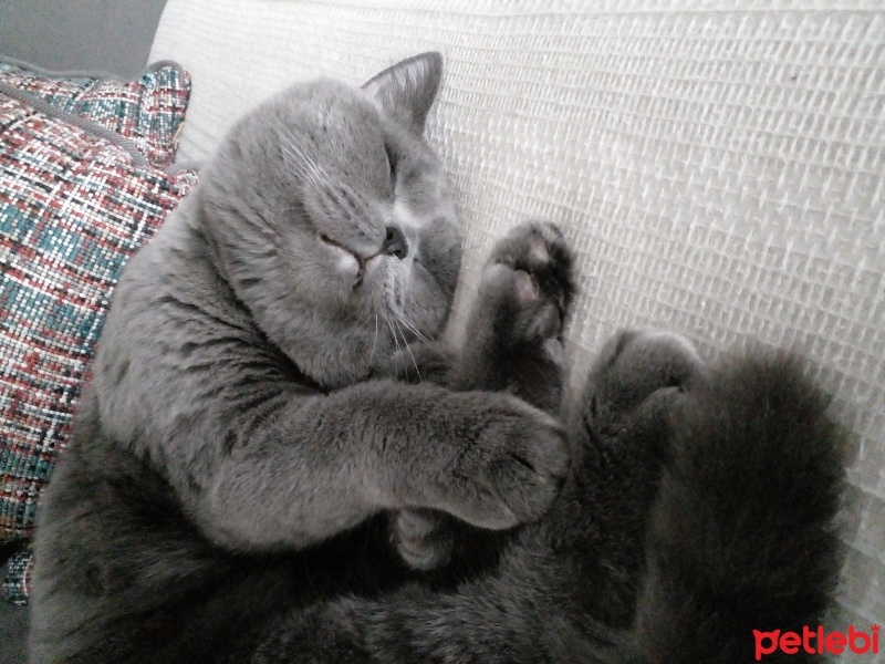 British Shorthair, Kedi  Yumak fotoğrafı