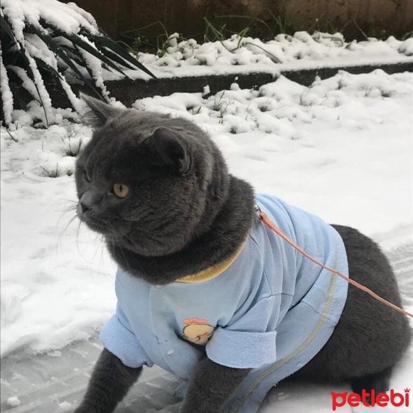 British Shorthair, Kedi  Yumak fotoğrafı