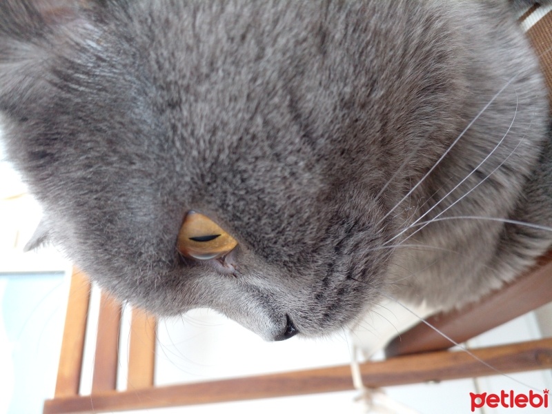 British Shorthair, Kedi  Yumak fotoğrafı
