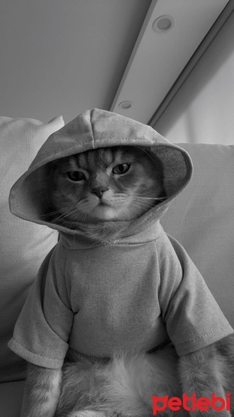 British Shorthair, Kedi  Ponçik fotoğrafı